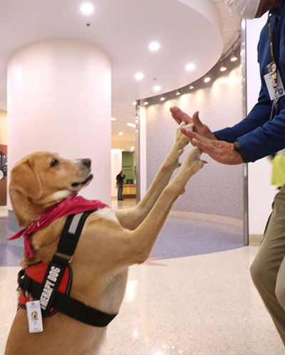 UMC - El Paso | University Medical Center of El Paso | Paws for Love ...